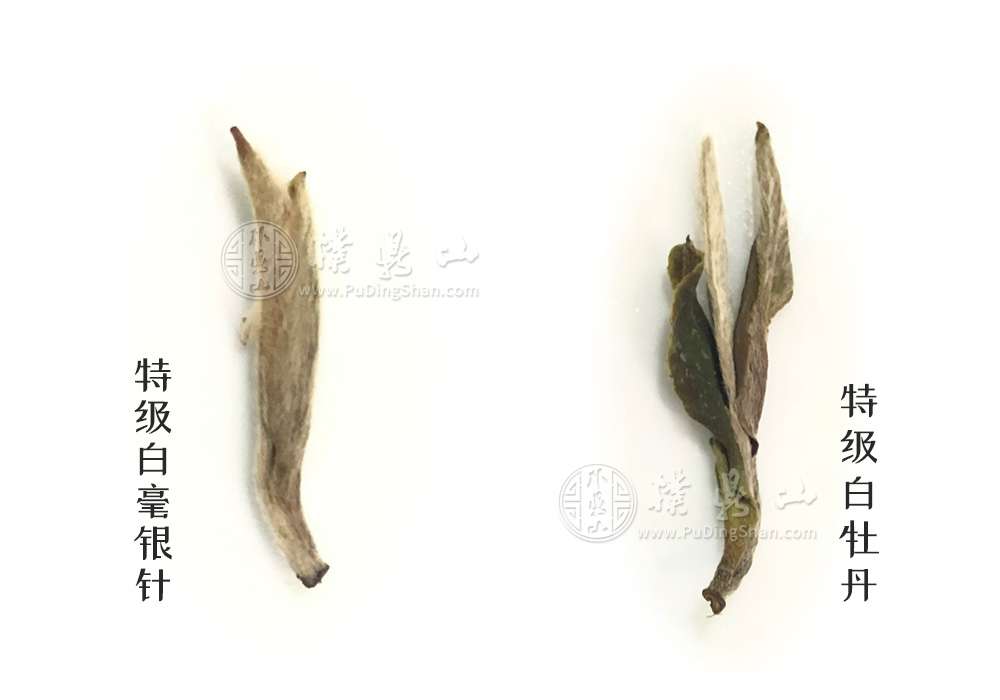 中國(guó)白茶詳解第一(yī / yì ／yí)章：等級